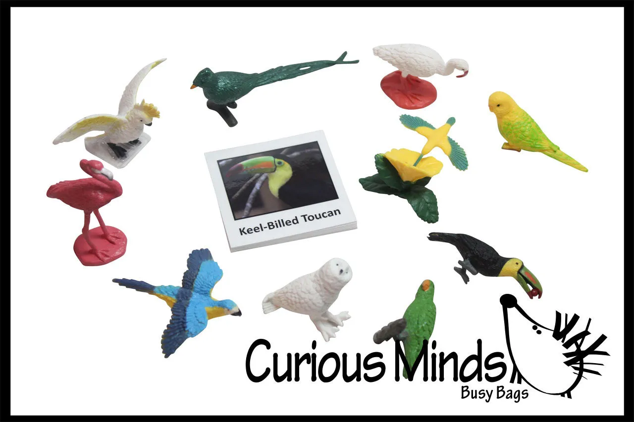 Animal Match - EXOTIC TROPICAL BIRDS - Miniature Animals with Matching Cards - 2 Part Cards.  Montessori learning toy, language materials