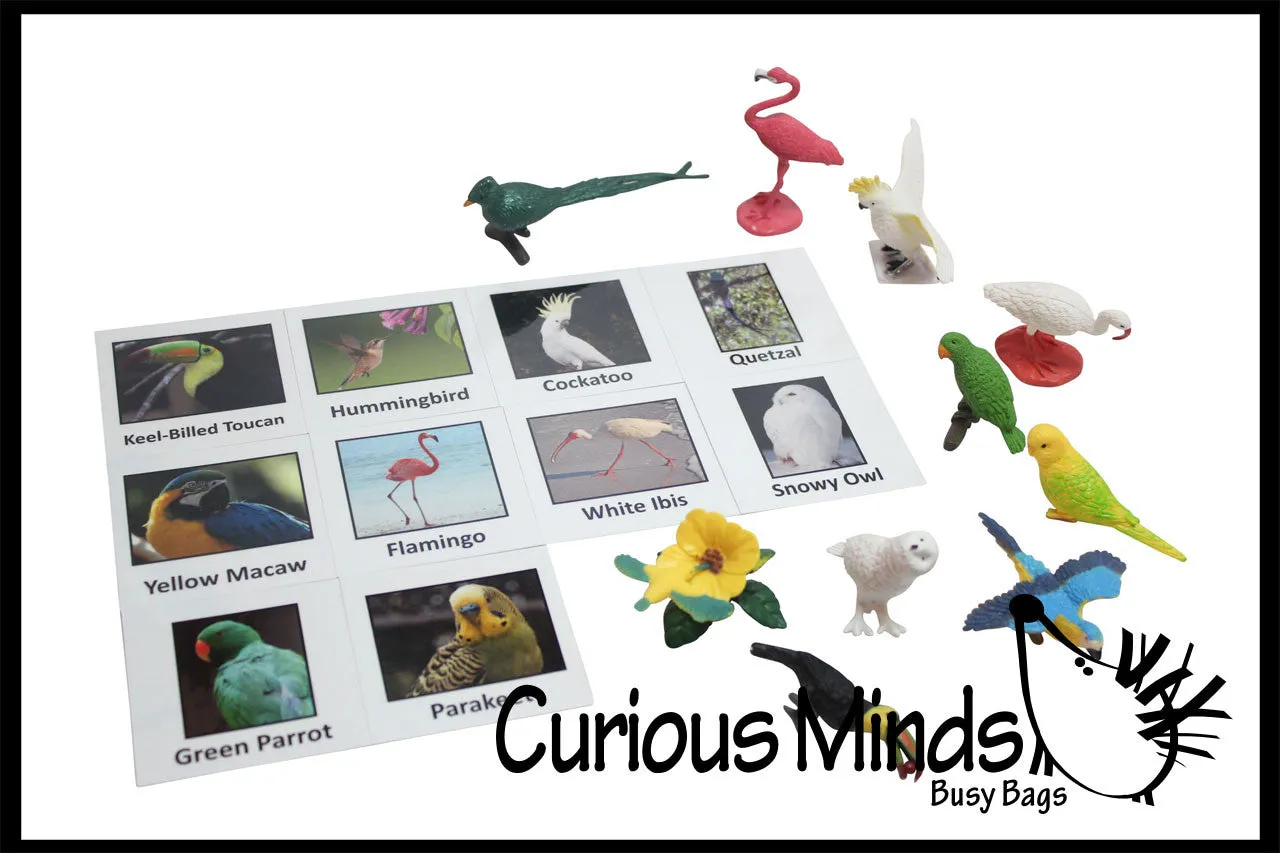 Animal Match - EXOTIC TROPICAL BIRDS - Miniature Animals with Matching Cards - 2 Part Cards.  Montessori learning toy, language materials