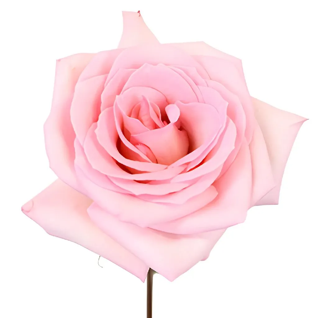 Charming Pink Sweetheart Roses