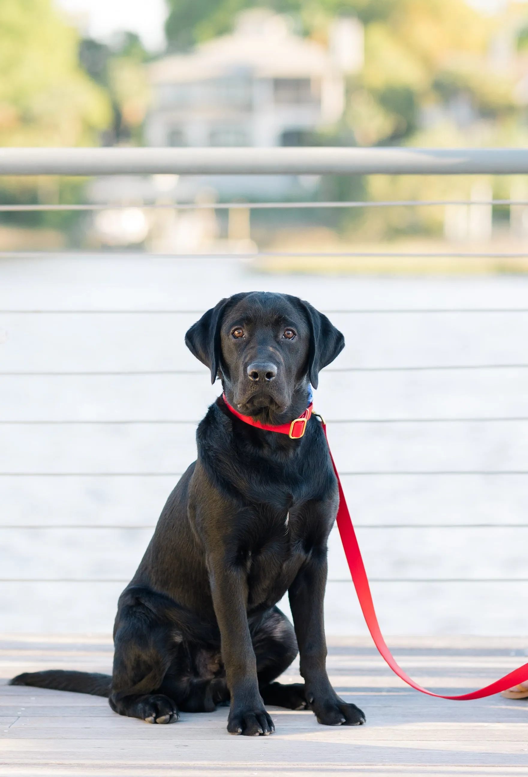 Red Biothane 5' Leash